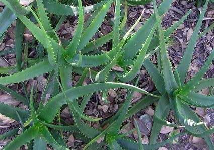 Aloe camperi - Succulent - Rare Ethiopian Aloe - 5 seeds