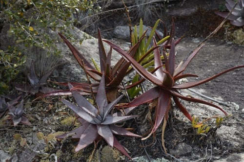 Aloe fievetii - Succulent - Rare Madagascan Aloe - 5 seeds