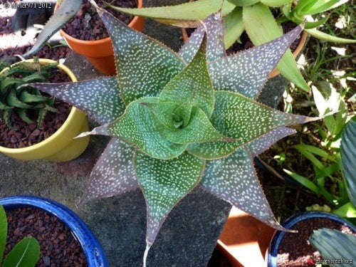 Aloe imalotensis var longiracemosa - Succulent - Rare Madagascan Aloe - 5 seeds