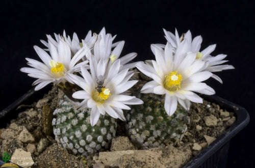 Turbinicarpus valdezianus - Exotic Succulent / Cacti - 10 Seeds