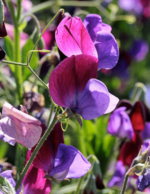 Sweet pea Old Spice - Cupani - Lathyrus odoratus - 20 Seeds