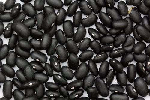 Black Delgado MexicanClimbing Beans - Heirloom Vegetable - Phaseolus vulgaris - 10 Seeds