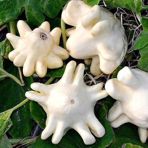 Yugoslavian Finger Fruit - Heirloom Vegetable - Cucurbita pepo - 5 Seeds