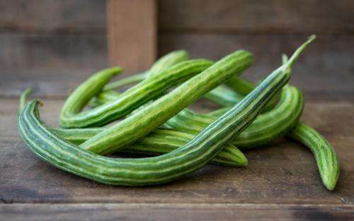 Painted SerpentMelon / Cucumber - Heirloom Vegetable - Cucumis melo - 10 Seeds