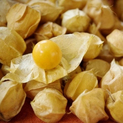 Pineapple Tomatillo - Heirloom Vegetable / Fruit - Physalis philadelphica - 50 Seeds