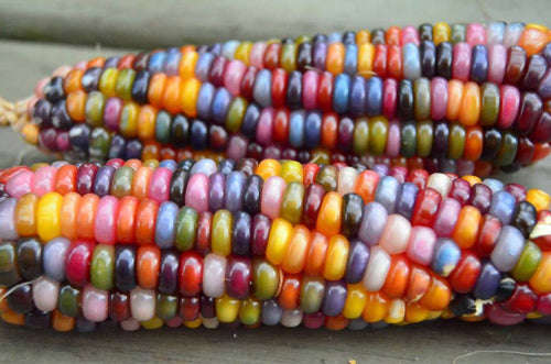 Glass Gem Corn  - Heirloom Vegetable - Zea mays - 10 Seeds
