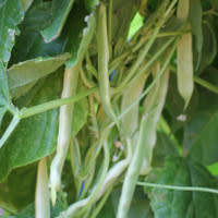 Mammoth Golden ClusterFrench Climbing Beans - Heirloom Vegetable - Phaseolus vulgaris - 10 Seeds