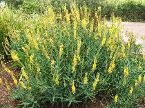 Aloe / Aloiampelos tenuior - Fence Aloe - Succulent - 5 Seeds