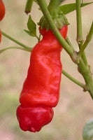 Red Peter Chilli Pepper - Capsicum Annuum - Seeds - Red Peter Pepper - 5 Seeds