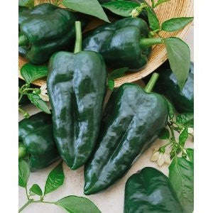 Ancho Grande Chilli Pepper - Poblano Ancho - Capsicum Annuum - 20 Seeds