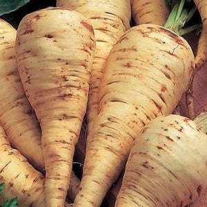 Hollow Crown Parsnip - Pastinaca Sativa - 100 Seeds