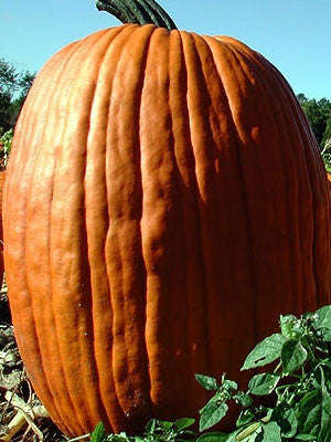Connecticut Field Pumpkin Squash - Cucurbita Maxima - 10 Seeds