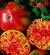 Hillbilly Tomato - Lycopersicon Esculentum - 5 Seeds