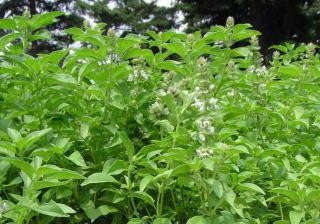 Lime Basil Culinary - Ocimum Americanum - 50 Seeds
