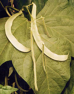 Lazy Housewife Beans - Phaseolus Vulgaris - 10 Seeds