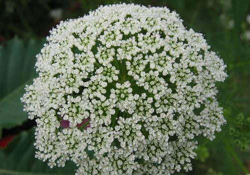 Queen Annes / Ladies Laceflower Annual - Ammi Majus - 100 Seeds