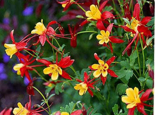 Aquilegia Mc Kana Giants Perennial - Aquilegia Hybrida - 50 Seeds