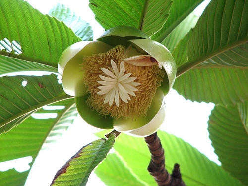 Elephant Apple Exotic Tree - Dillenia Indica - 5 Seeds