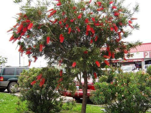 Crimson Bottle Brush Exotic Tree - Callistemon Citrinus - 10 Seeds