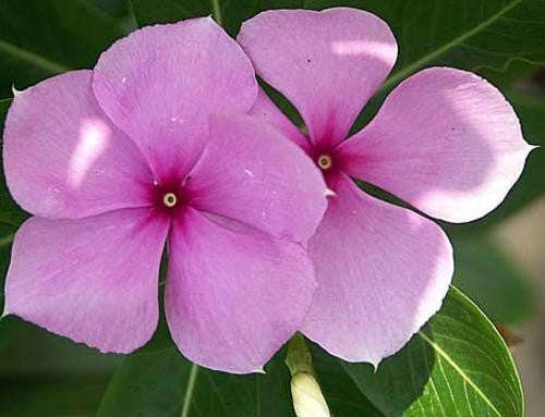Madigascan Periwinkle Shrub - Vinca Rosea - 10 Seeds