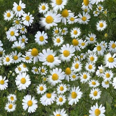 Chamomile Culinary - Anthemis Nobilis - 100 Seeds