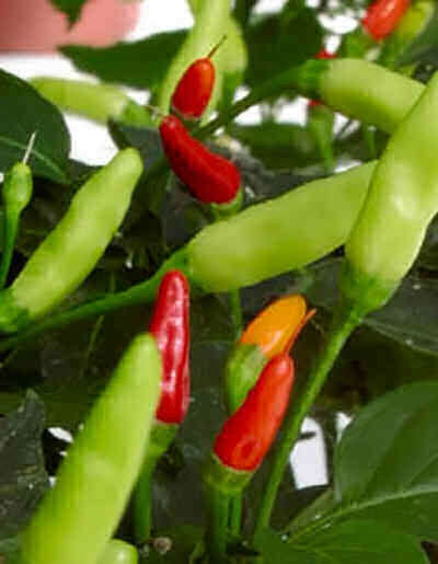 Tabasco Chilli Pepper - Capsicum Frutescens - 10 Seeds