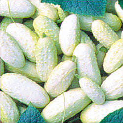 White Wonder Cucumber - Cucumis Sativus - 20 Seeds