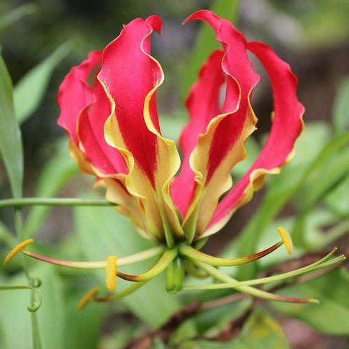 Gloriosa Superba - Flame Lily - Zimbabwean Bulb - 15 Seeds