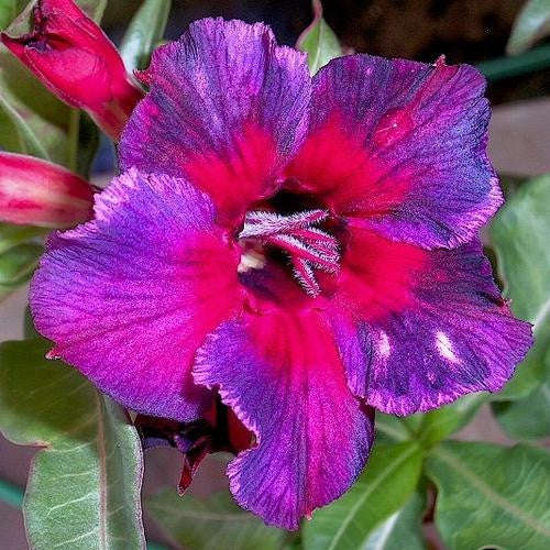 Kaleidoscope Adenium - Desert Rose - Succulent - 5 Seeds