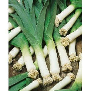 Large American Flag Leek - Allium Ampelloprasum - Vegetable - 100 Seeds