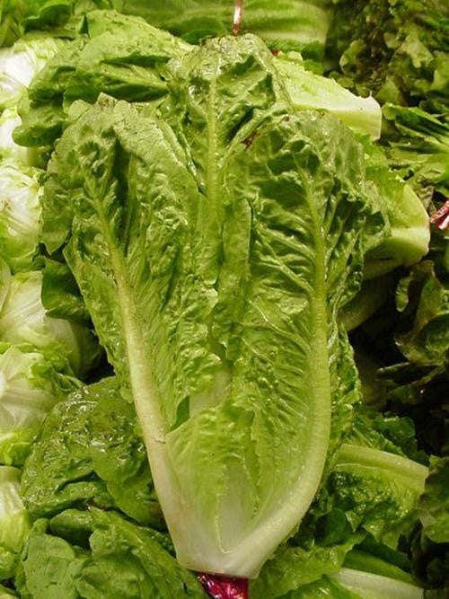 Parris Island Romaine Cos Lettuce - Heirloom Vegetable - Lactuca Sativa - 500 Seeds