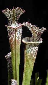 White Top Pitcher - Carnivorous Plant - Saracenia Leucophylla - 5 Seeds