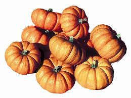 Jack be Little Pumpkin - Vegetable - Cucurbita Maxima - 5 Seeds
