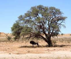 Acacia Erioloba - Kalahari Camel Thorn Tree - Indigenous South African Tree - 10 Seeds