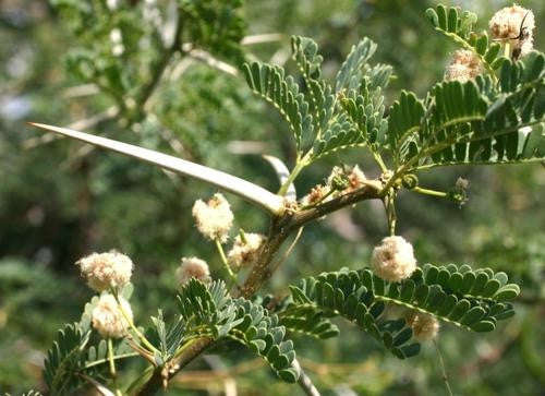Vachellia / Acacia grandicornuta - Horned Thorn Tree - Indigenous South African Tree - 10 Seeds