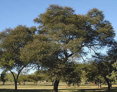Acacia Karoo - Sweet Thorn Tree - Indigenous South African Tree - 10 Seeds
