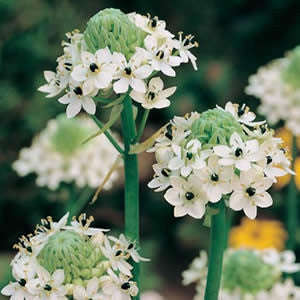 Ornithogalum Saundersiae - Indigenous South African Bulb - 10 Seeds