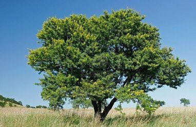 Acacia Natalitia - Karoo Hayne Acacia - Indigenous South African Tree - 10 Seeds