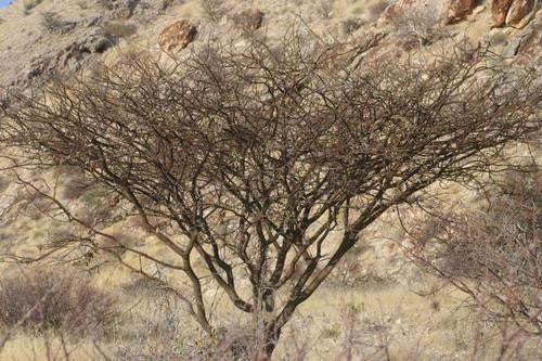 Acacia Reficiens - Red Bark Acacia - Indigenous South African Tree - 10 Seeds