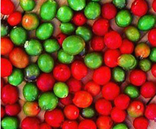 Chile Tepin - Capsicum Annuum - Chilli Pepper - 5 Seeds