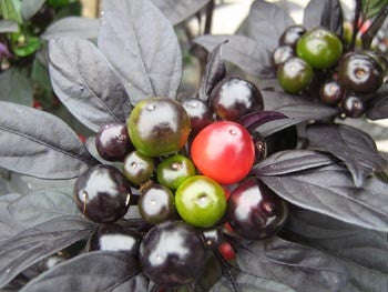 Black Pearl - Capsicum Annuum - Chilli Pepper - 5 Seeds