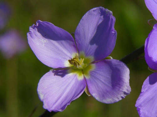 Heliophila Linoides - Indigenous South African Annual - 10 Seeds