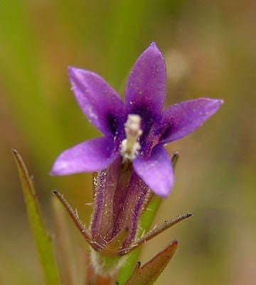 Monopsis Simplex - Indigenous South African Annual - 10 Seeds
