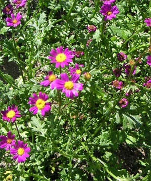 Senecio Elegans - Indigenous South African Annual - 10 Seeds