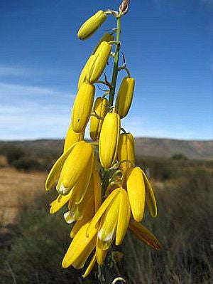 Albuca Clanwilliamigloria - Indigenous South African Bulb - 10 Seeds