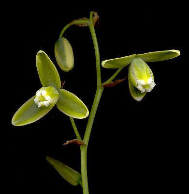 Albuca Cooperi - Indigenous South African Bulb - 10 Seeds