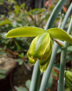 Albuca Glauca - Indigenous South African Bulb - 10 Seeds