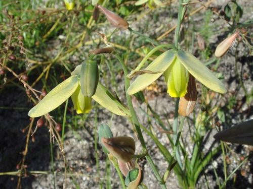 Albuca Juncifolia - Indigenous South African Bulb - 10 Seeds