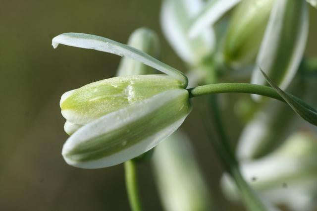 Albuca Maxima - Indigenous South African Bulb - 10 Seeds