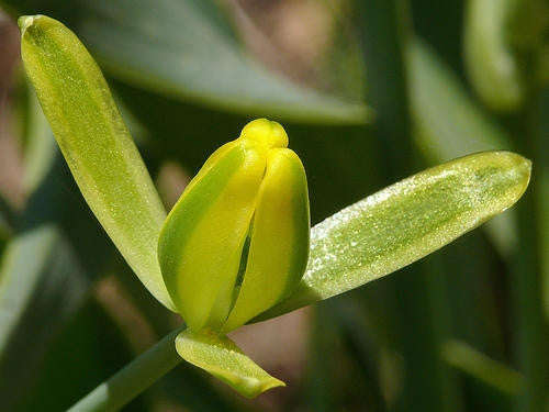 Albuca Setosa - Indigenous South African Bulb - 10 Seeds